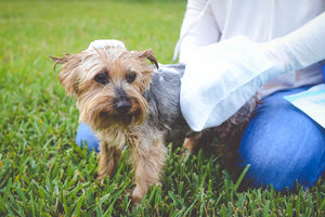 Scrubby No Rinse Pet Wipes